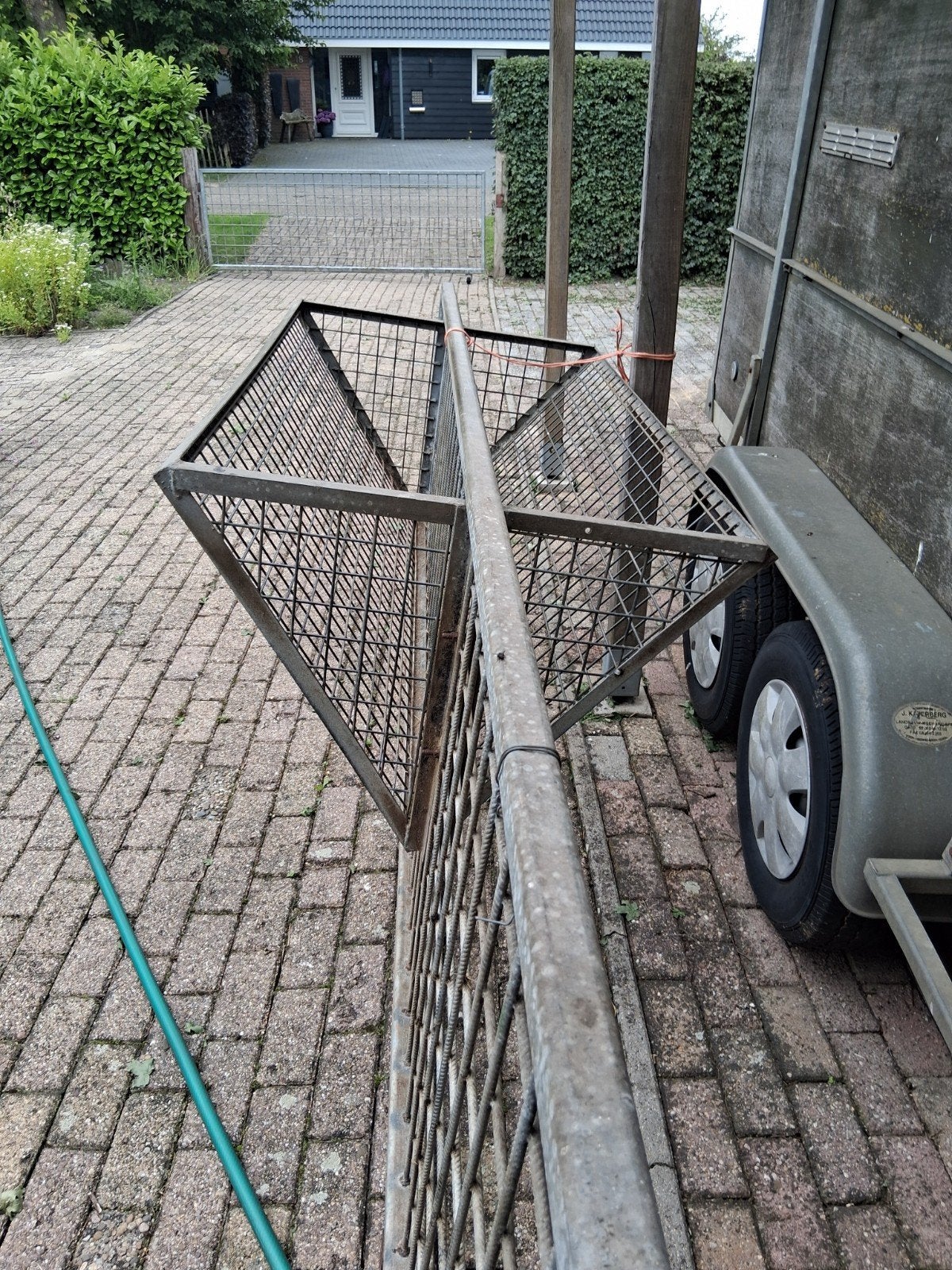 Ruif., Meerdere dieren, Schaap