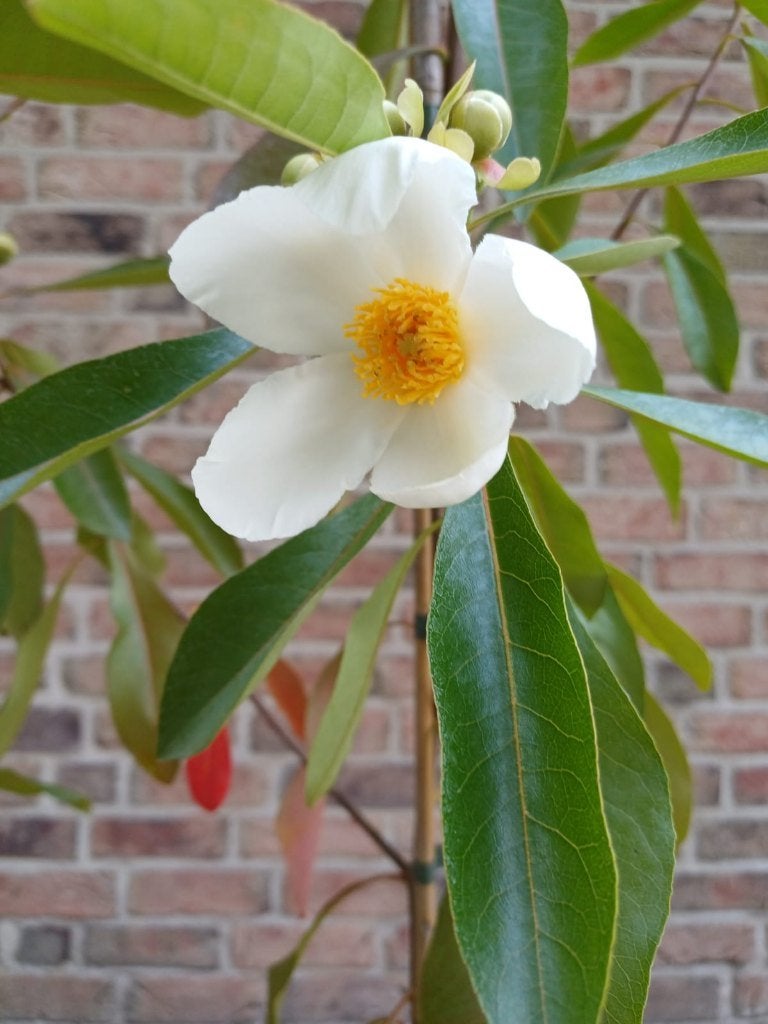 Bijzondere en zeldzame planten, Ophalen, Vaste plant, Overige soorten, Halfschaduw
