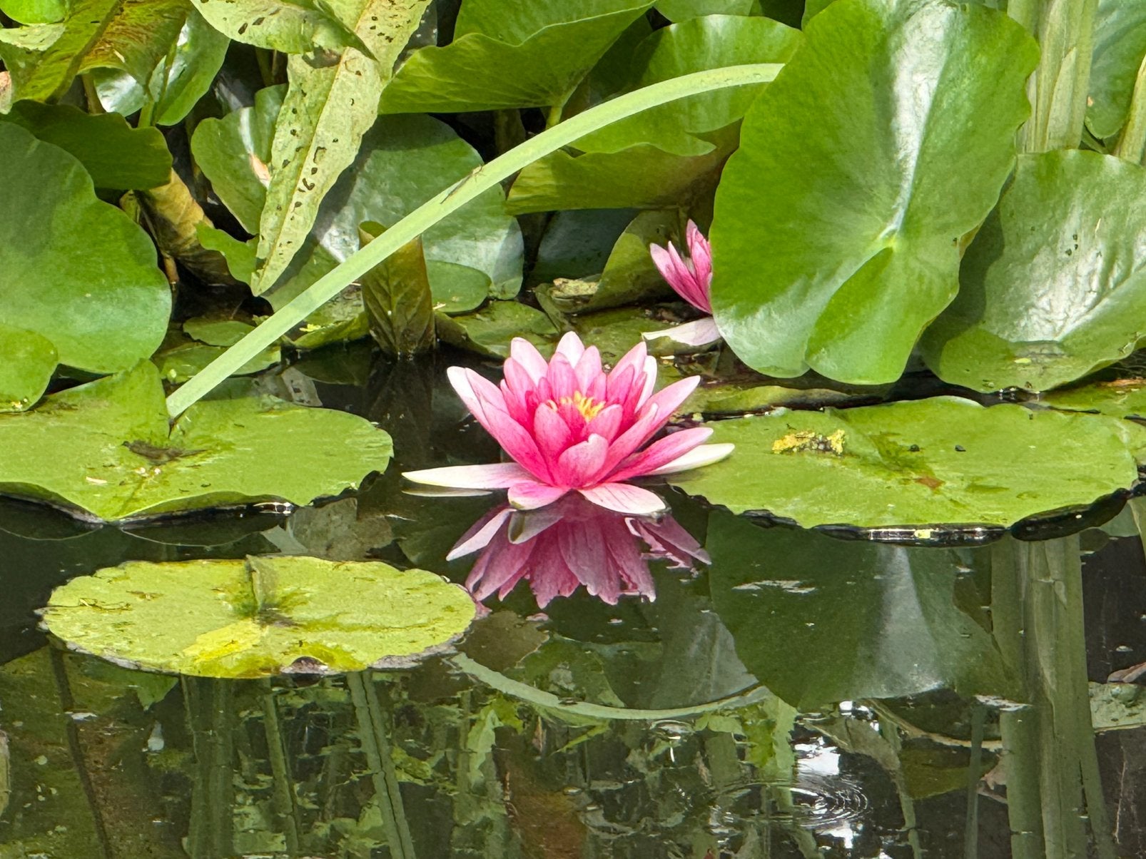 Waterplanten - lelie / gele lis - emmer vol!, Ophalen, Nieuw