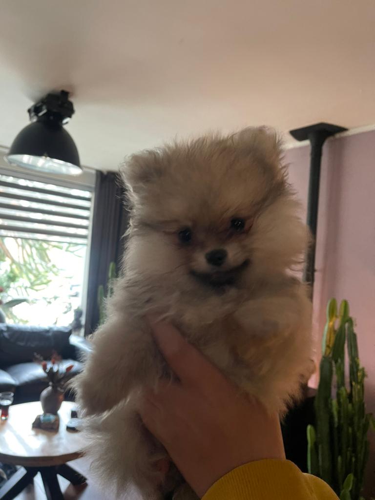 Laatste mooie  pomeriaan pup vrouwtje., Dieren en Toebehoren, Honden | Chihuahua's en Gezelschapshonden, Overige rassen, Meerdere