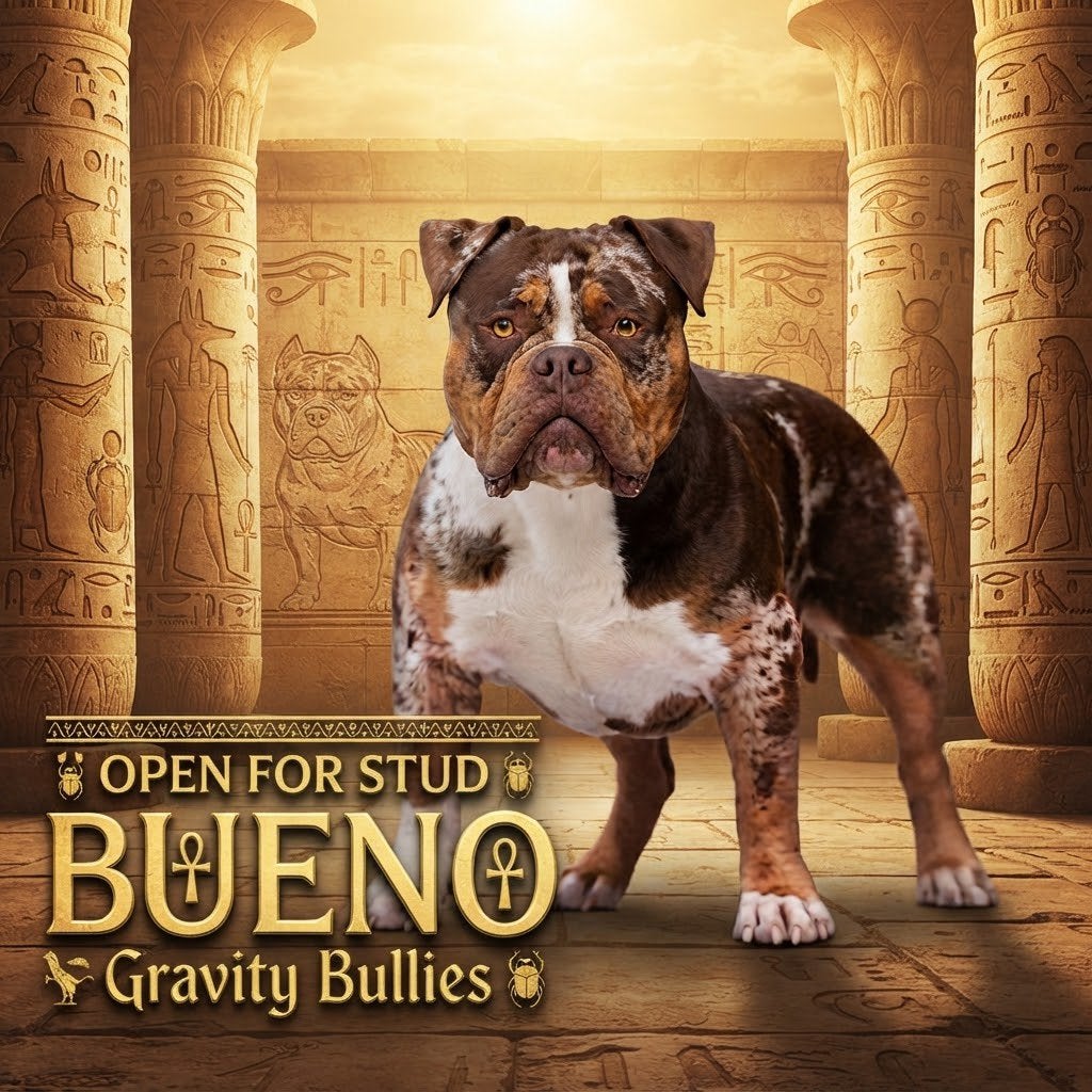 American Bully Dekreu Merle Tricolor pups, België, Fokker | Hobbymatig, Reu, 1 tot 2 jaar