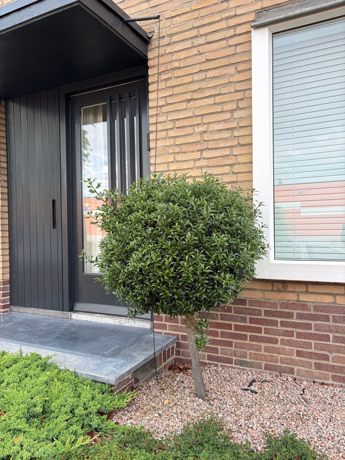 Japanse hulst (Ilex crenata) op stam - 1.35-1.40m hoog, Vaste plant, Bloeit niet, Halfschaduw, Ophalen