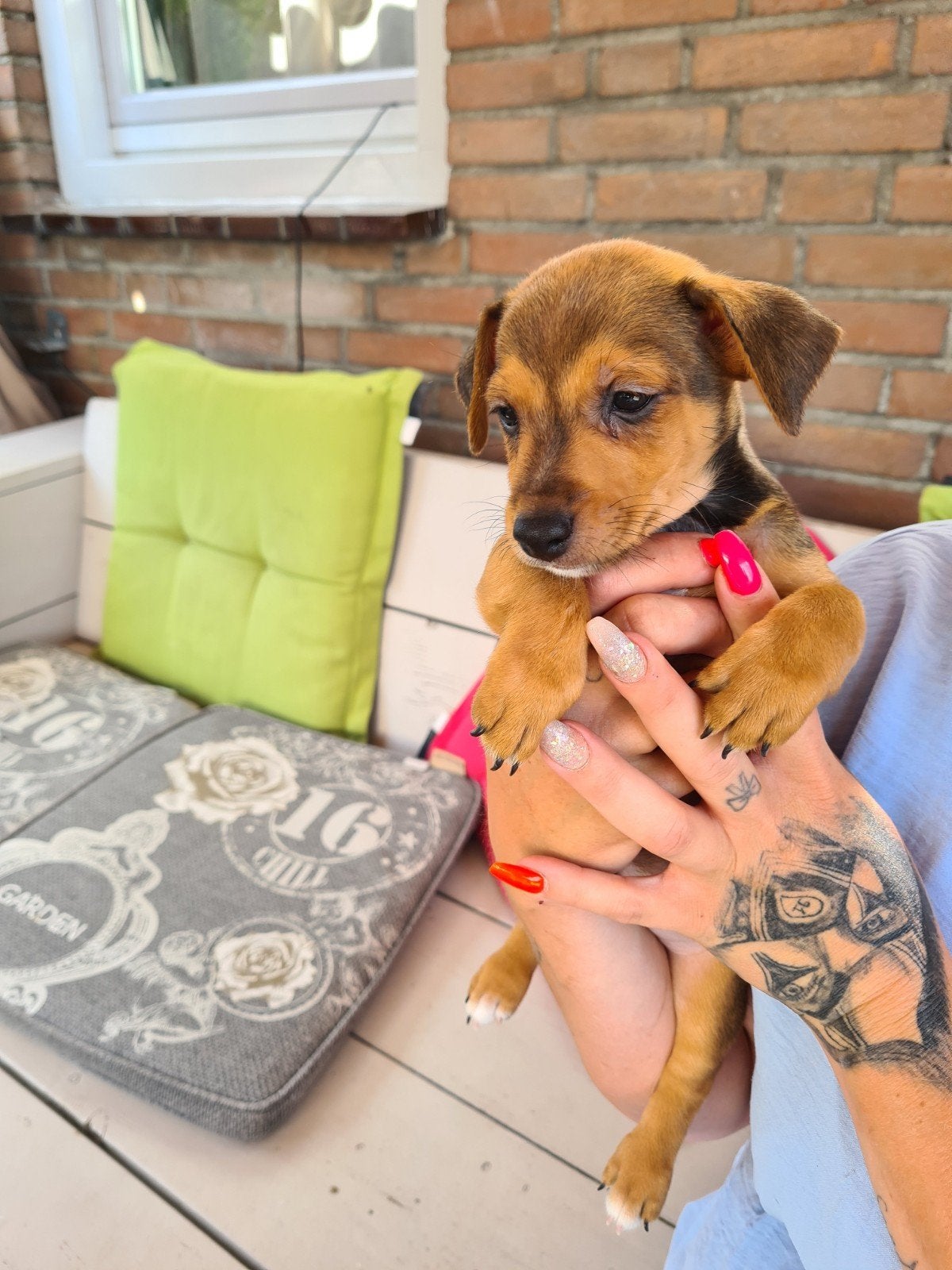 Nog 2van de 5 te koop !! 2jack Russel teefjes, Jack Russell Terriër, 8 tot 15 weken, Parvo, Meerdere