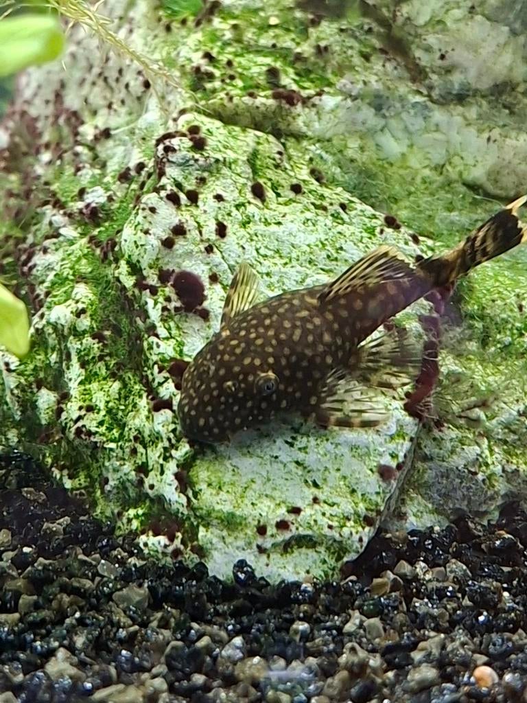 Jonge algeneters (borstelneusmeerval), Dieren en Toebehoren, Vissen | Aquariumvissen, Vis