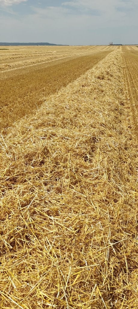 oogst 2026 Trawestro  - Gerstestro - Spaans gehamerd stro, Meerdere dieren