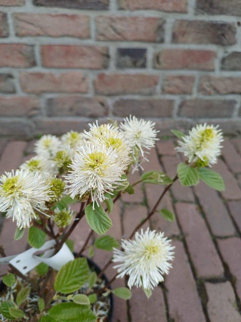 De moeite waard van A tot Z (deel 2), Ophalen, Overige soorten, Volle zon