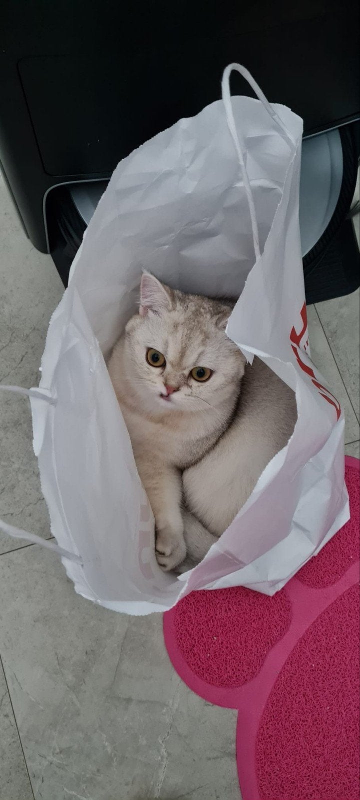 Complete set: Britskorthaar kater 2jaar en8maanden, Dieren en Toebehoren, Kater