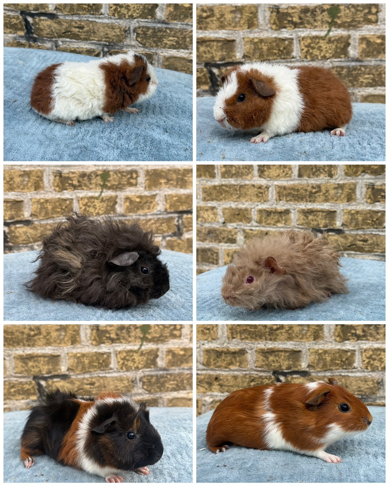 Verschillende zeugjes en beertjes beschikbaar 🐹🩵🩷, Dieren en Toebehoren, Knaagdieren, Meerdere dieren, Cavia, Mei, Tam