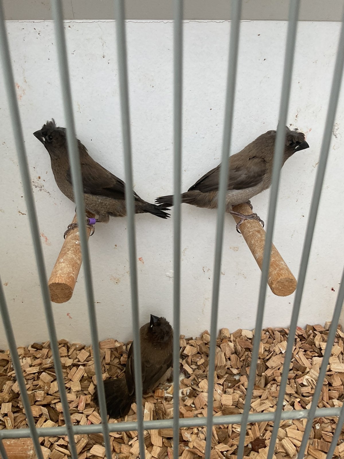 Japanse meeuwen met kuif, Meerdere dieren