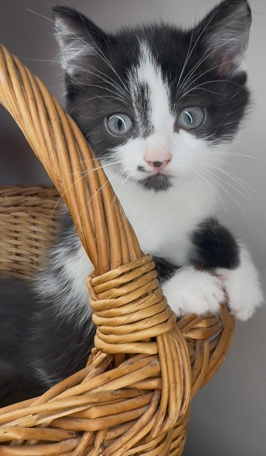 Poes van 13 weken zoekt warm huisje 🐱💕, Meerdere dieren, Langharig, 0 tot 2 jaar