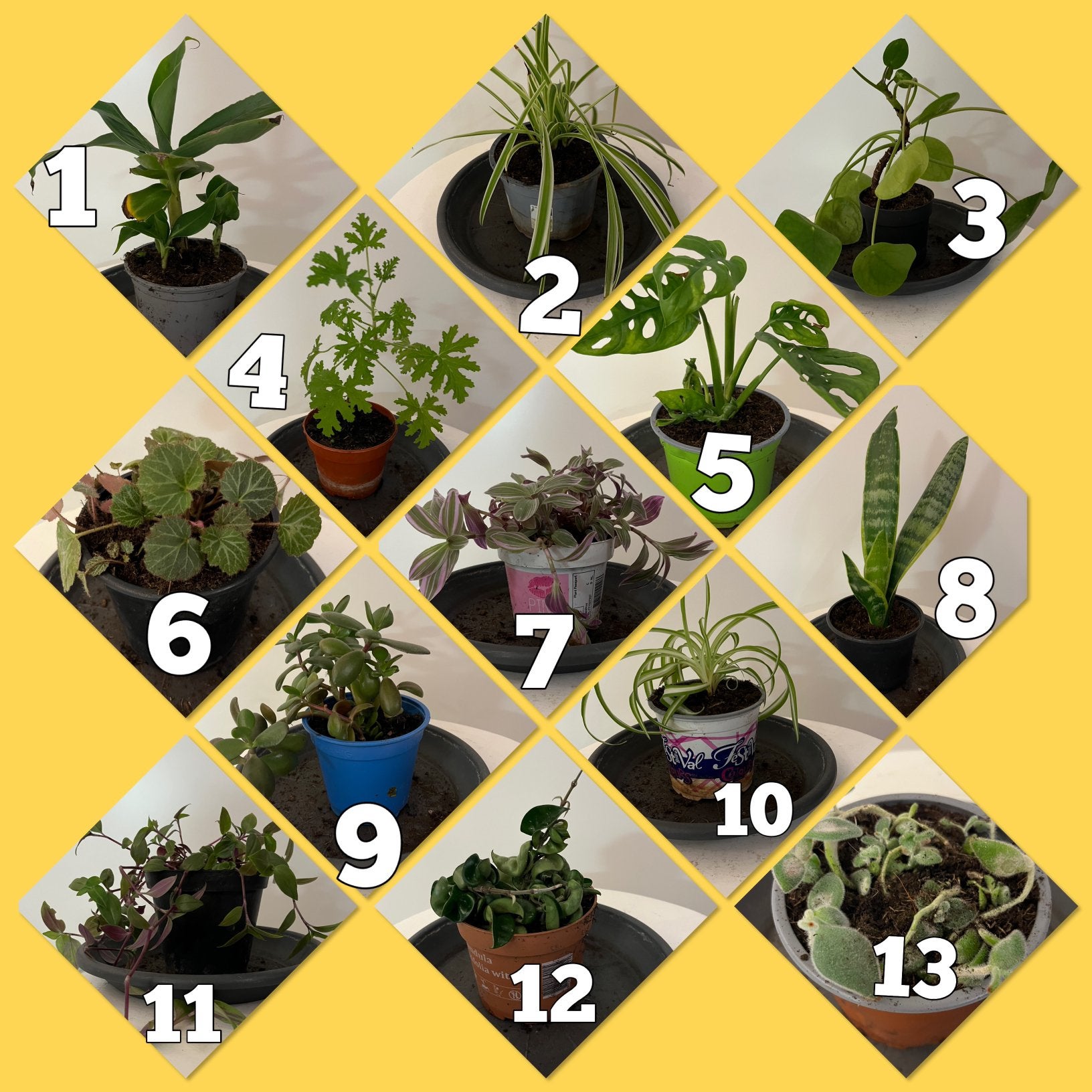 Diverse kamerplanten, Ophalen, Halfschaduw, Minder dan 100 cm