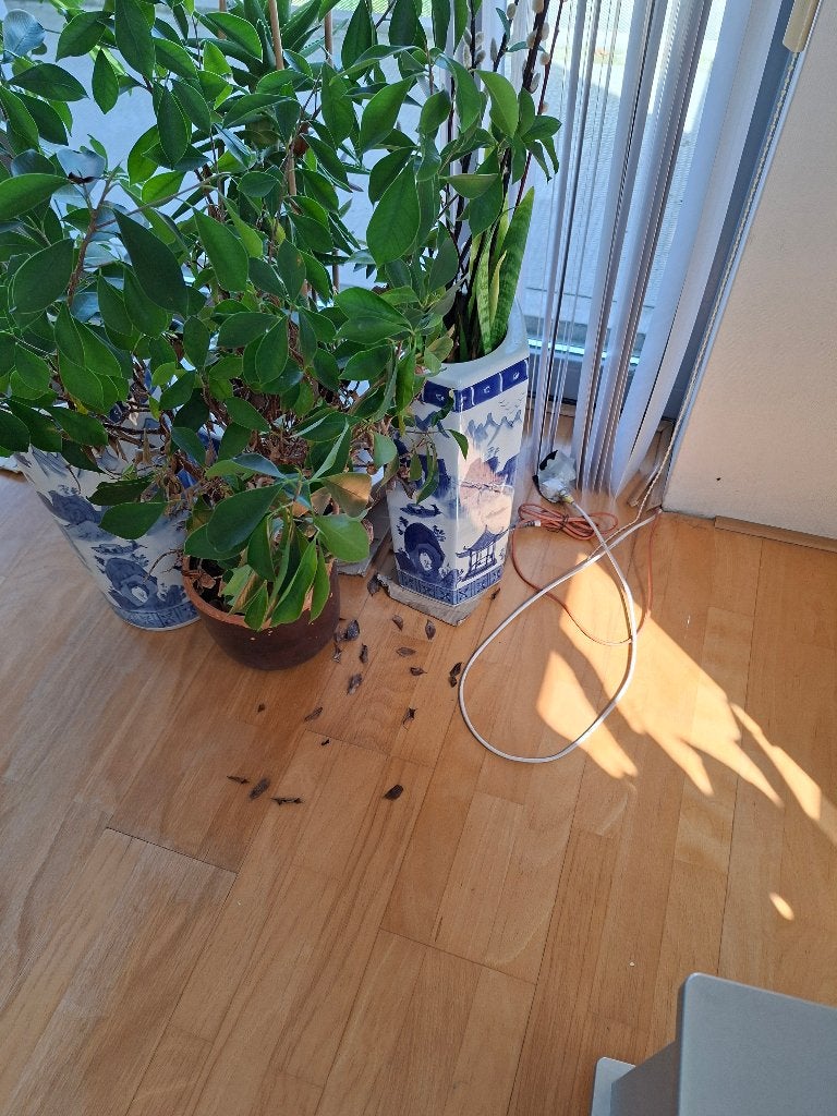 bloempotten (blauw/wit), Tuin en Terras, Gebruikt, Rond, Binnen, Minder dan 40 cm