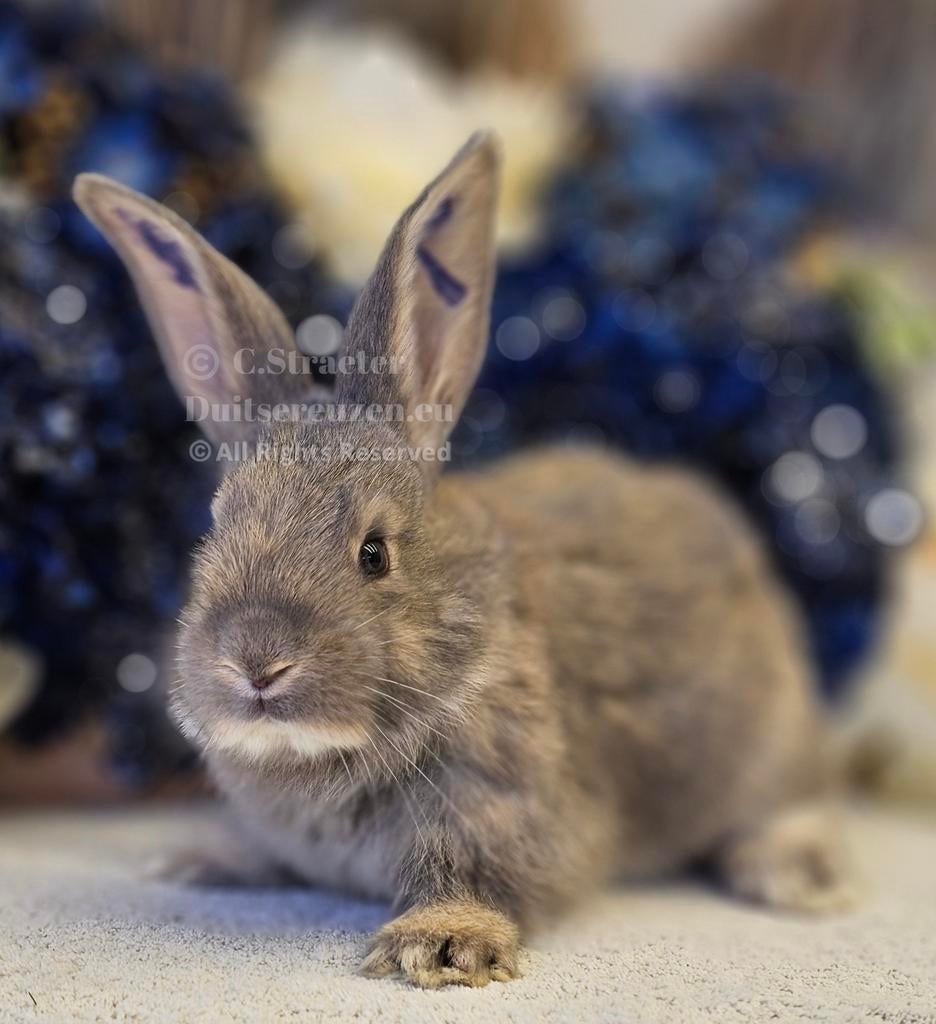 Duitse reuzen XXL echt GROOT!, Dieren en Toebehoren, Konijnen, Meerdere dieren, Groot, 0 tot 2 jaar