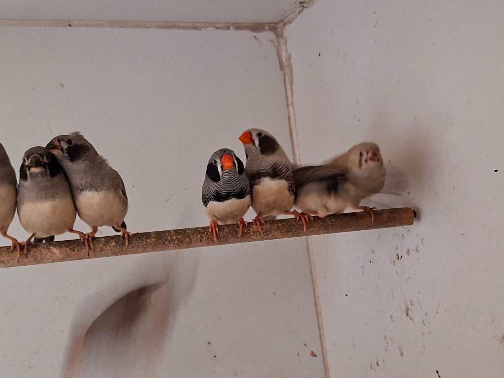 Zwartwang zebravinken 2026, Dieren en Toebehoren, Meerdere dieren, Tropenvogel