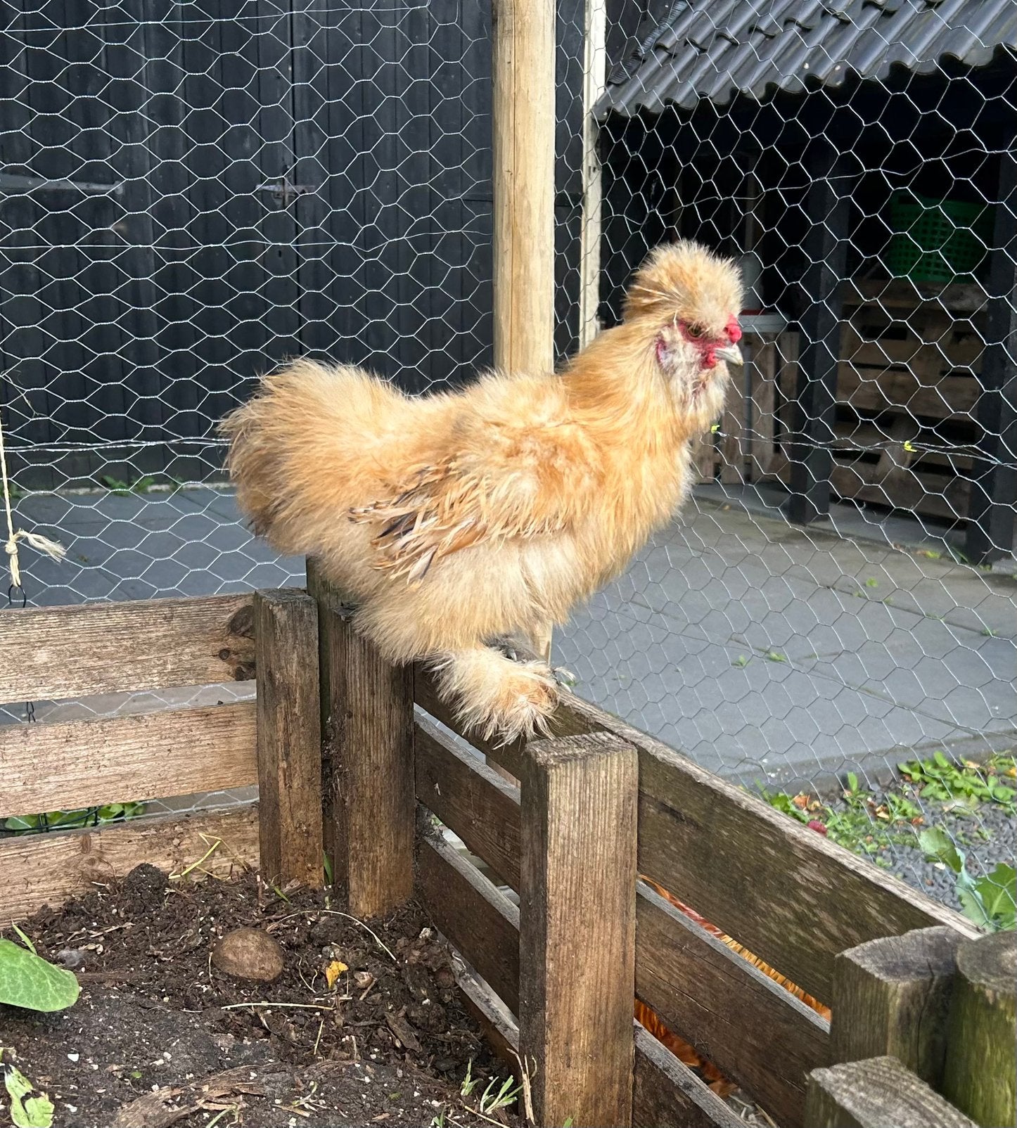 GRATIS Zijdehoen haan, Dieren en Toebehoren, Mannelijk, Kip