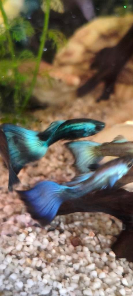 Blue moskou guppen, Vis