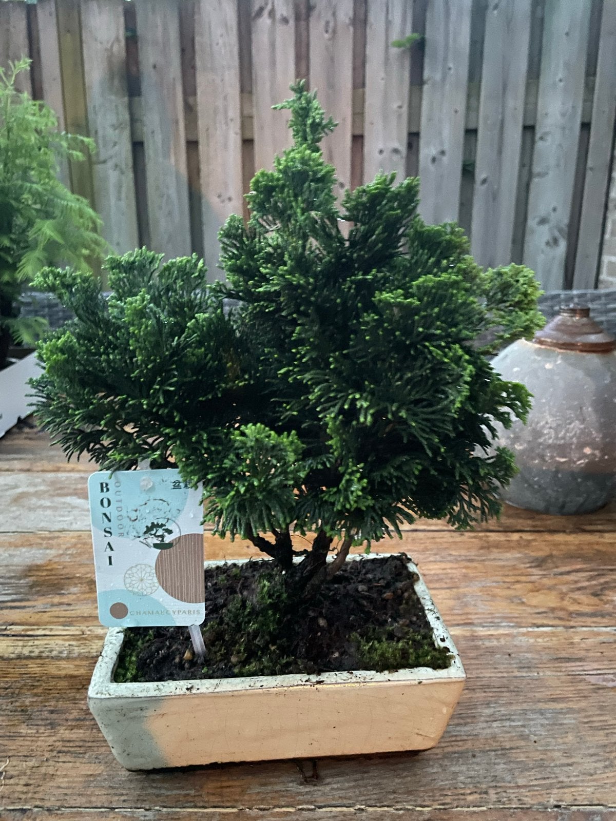 Chamaecyparis Bonsai - Buiten Bonsai, Overige soorten, Vaste plant, Ophalen of Verzenden, Bloeit niet