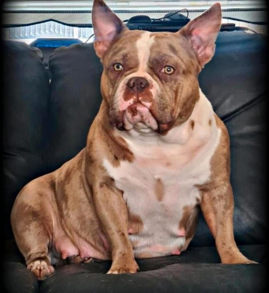 Liefdevol forever home gezocht voor onze American Bully teef, Parvo, Overige rassen, Teef, Eén hond
