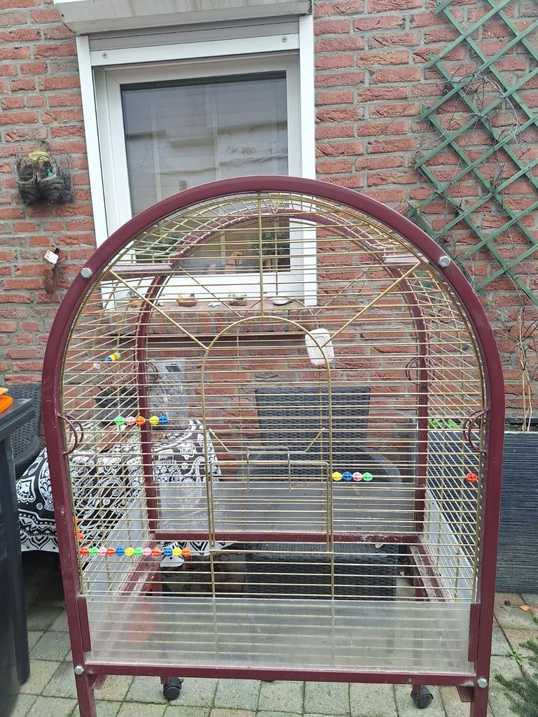 Papagaaien kooi, Dieren en Toebehoren, Vogels | Parkieten en Papegaaien, Mannelijk, Papegaai