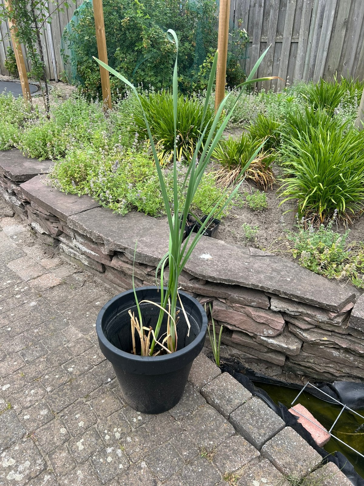 Vijverplant, Tuin en Terras, Planten | Tuinplanten, Ophalen, Volle zon, Vaste plant, Zomer