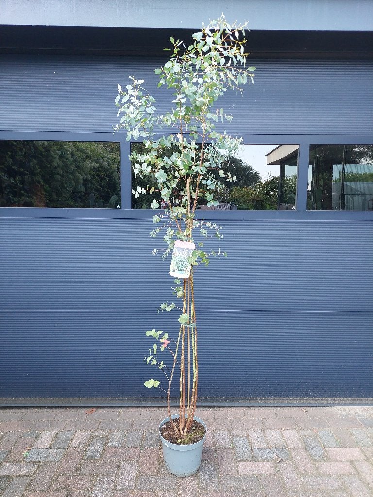 XXL Eucalyptus Gunnii - Eucalyptusboom / Gomboom H: 215 cm., Tuin en Terras, Bloeit niet, Overige soorten, 100 tot 250 cm, Ophalen