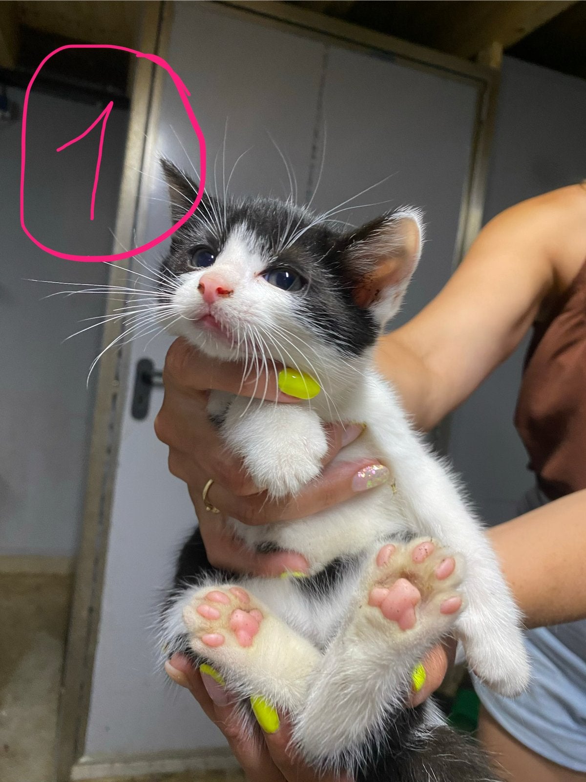 Kittens, Dieren en Toebehoren, Katten en Kittens | Overige Katten, Meerdere dieren, 0 tot 2 jaar