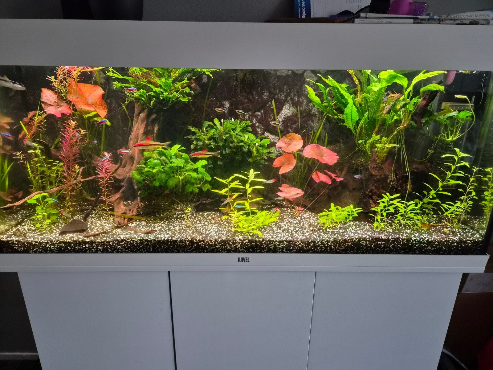 Juwel Rio 240 wit, Ophalen, Gebruikt, Gevuld zoetwateraquarium, App-bediening