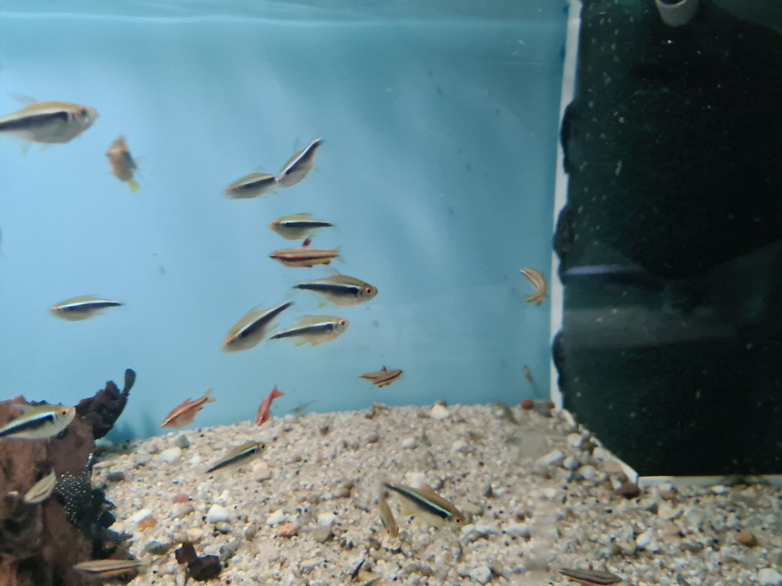 Zwarte Neon Tetra, Hyphessobrycon herbertaxelrodi, Dieren en Toebehoren, Vissen | Aquariumvissen, Vis, Zoetwatervis