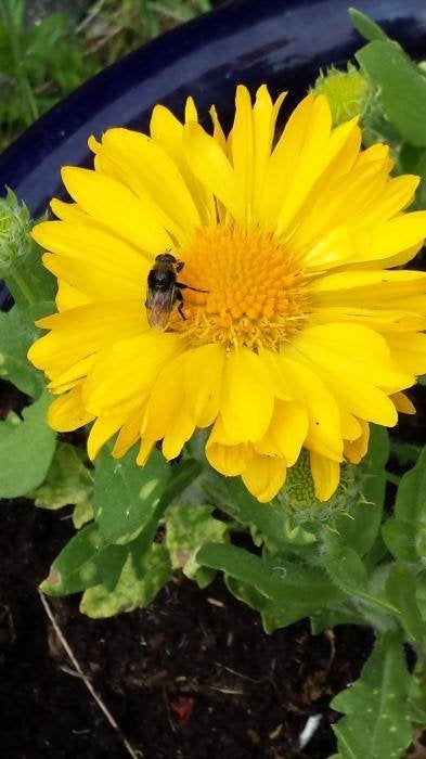 Zaden Gaillardia Mesa Yellow, Ophalen of Verzenden, Volle zon