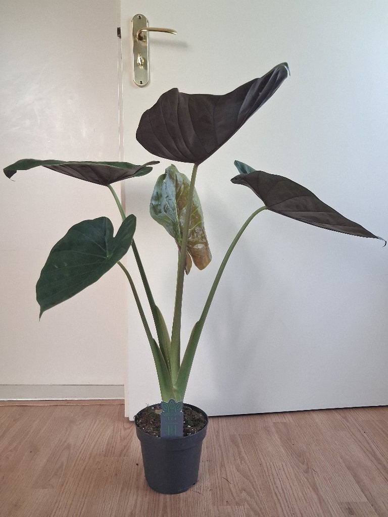 Alocasia Wentii - Olifantsoor H: 80 cm., Ophalen, Overige soorten, Halfschaduw, Minder dan 100 cm