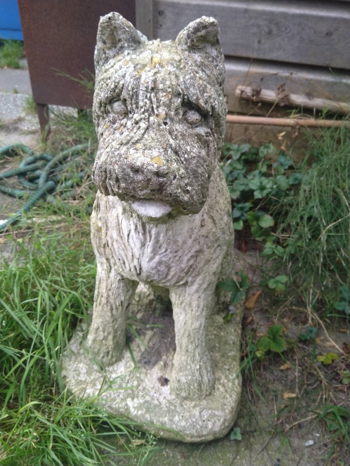 Tuinbeeld Bouvier - Robuust en sfeervol, 58 cm hoog, Ophalen, Gebruikt, Beton, Dierenbeeld