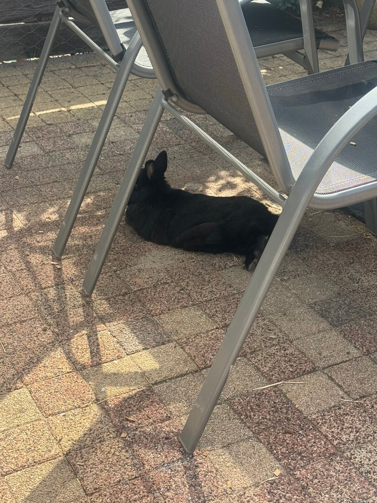 2 lieve zwarte dwergkonijnen broer en zus, Meerdere dieren