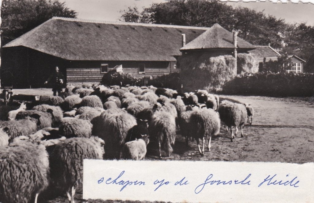 18942 Schapen op de Gooische Heide t harde Huizen Eemnes, Verzenden, 1940 tot 1960, Ongelopen, Noord-Holland