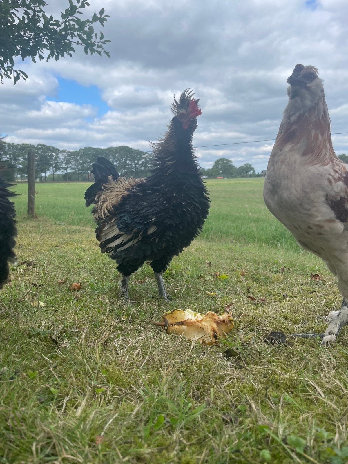 Tanme jonge haan, Dieren en Toebehoren, Pluimvee, Mannelijk, Kip