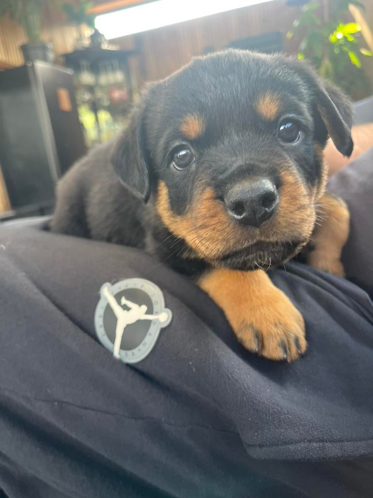 Leukste Rottweiler pup, Dieren en Toebehoren, 8 tot 15 weken, Parvo, Meerdere, Meerdere dieren