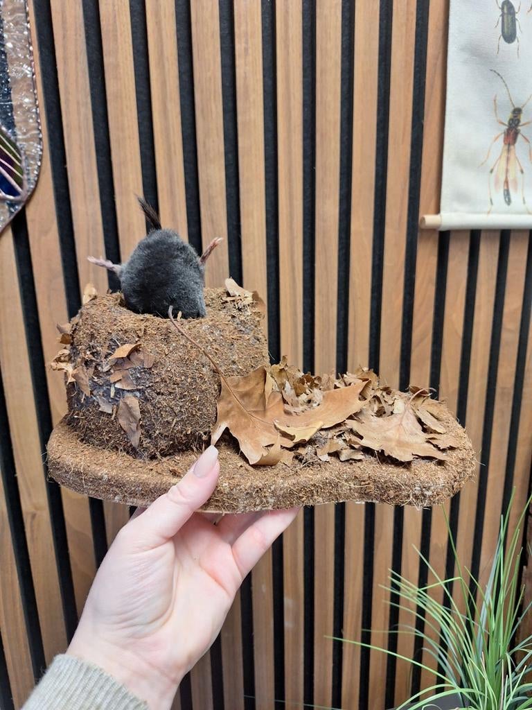 Opgezette mol, Verzamelen, Dierenverzamelingen, Ophalen of Verzenden, Nieuw, Overige soorten, Opgezet dier