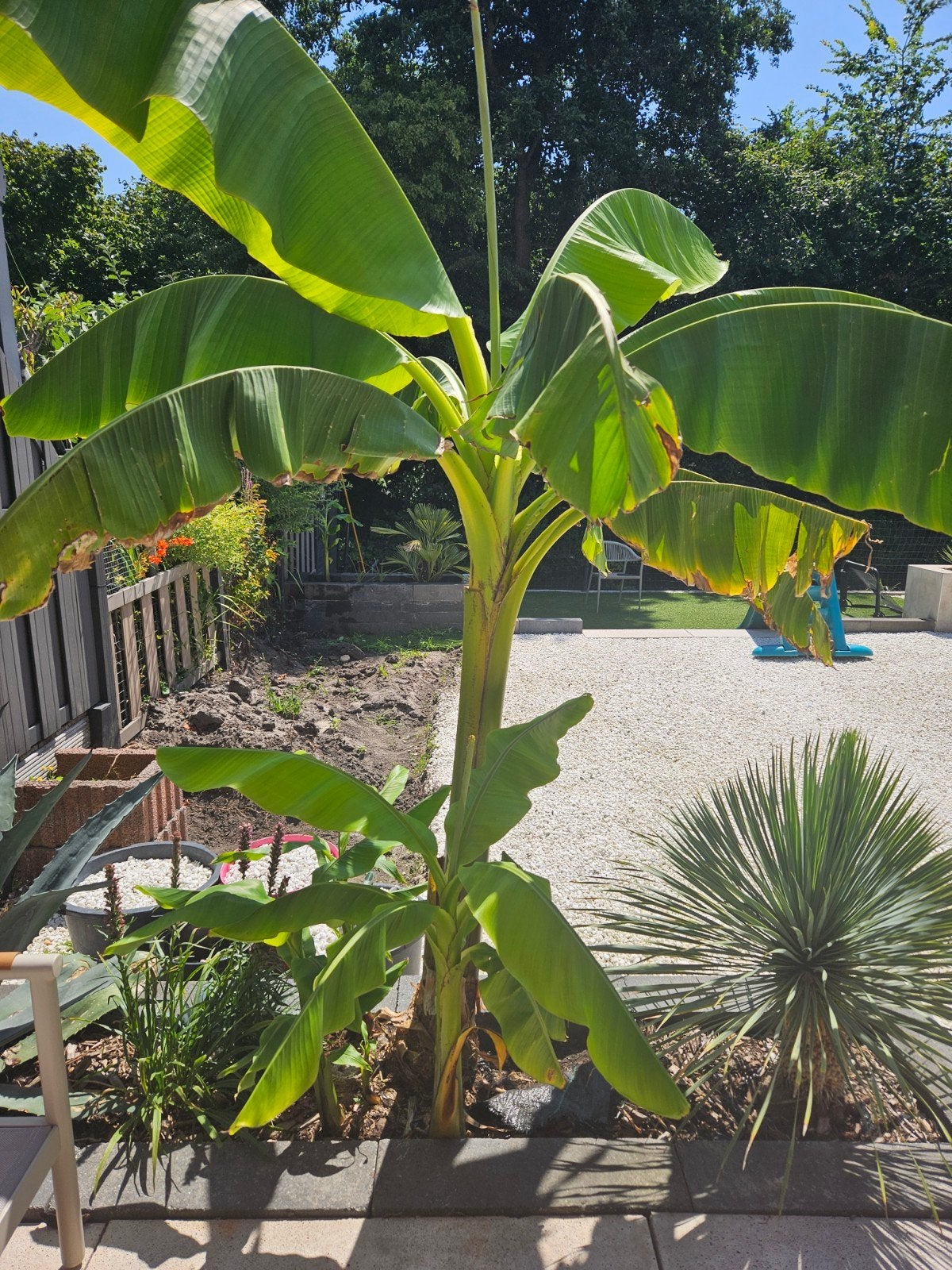 Musa Basjoo Bananenplant - Winterharde Tuinplant, Volle zon, Vaste plant, Bloeit niet, Ophalen