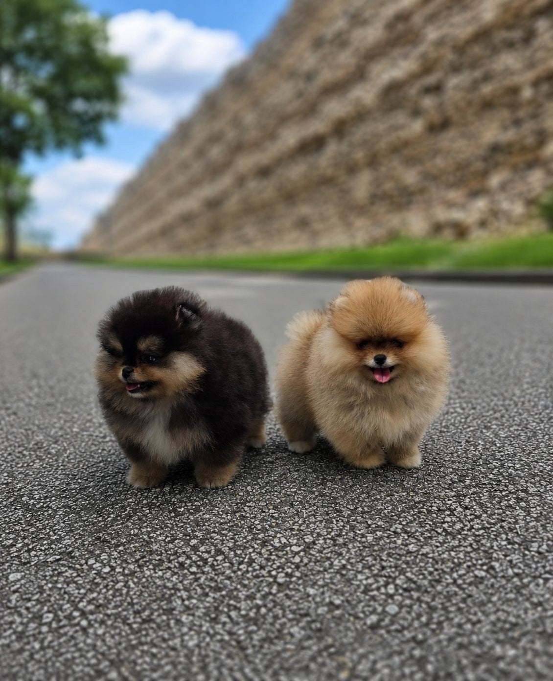 Pomeriaan pups mini teefjes, Dieren en Toebehoren, Honden | Poolhonden, Keeshonden en Oertypen, Parvo, Particulier, Keeshond, 15 weken tot 1 jaar