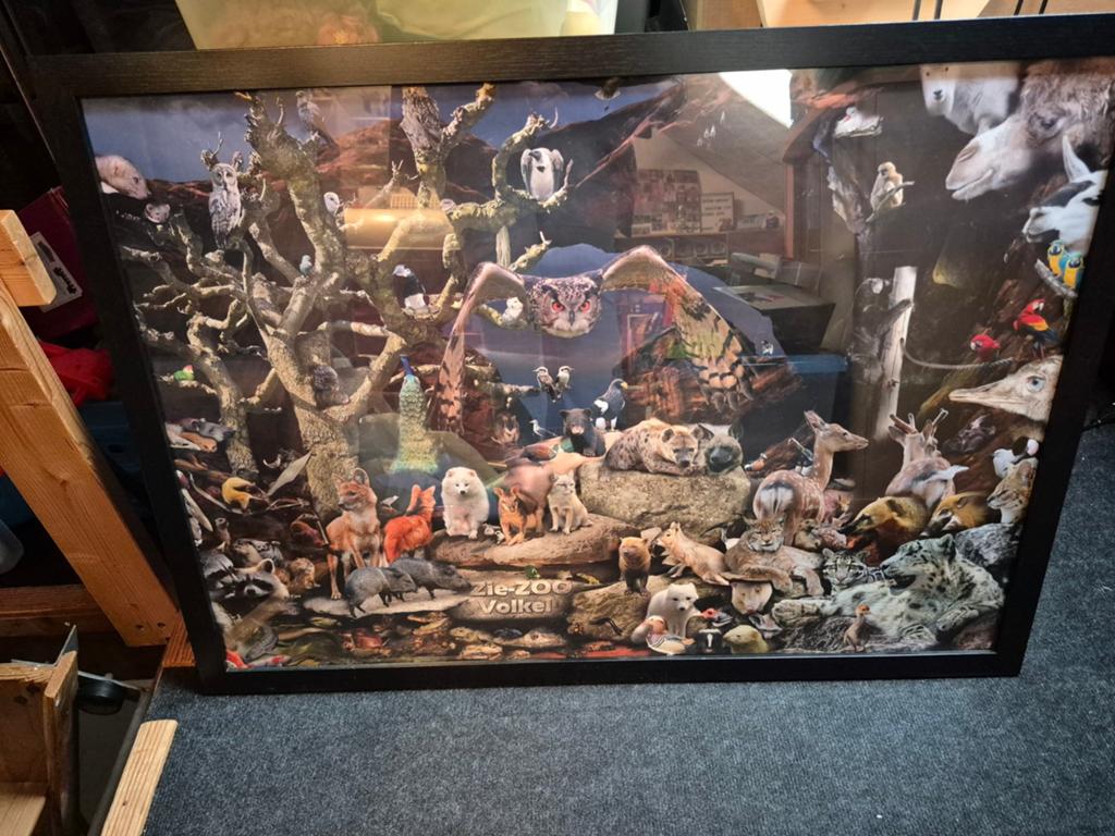 Grote poster dierentuin zie-zoo volkel in mooie lijst 65x90, Ophalen
