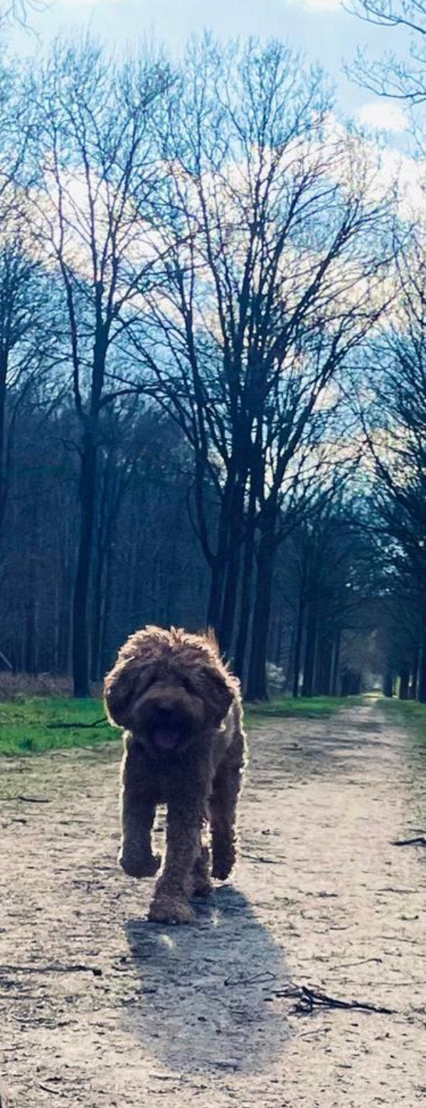 AUSTRALIAN LABRADOODLE ERVAREN DEKREU PUK️, Reu, Eén hond, 3 tot 5 jaar, Nederland
