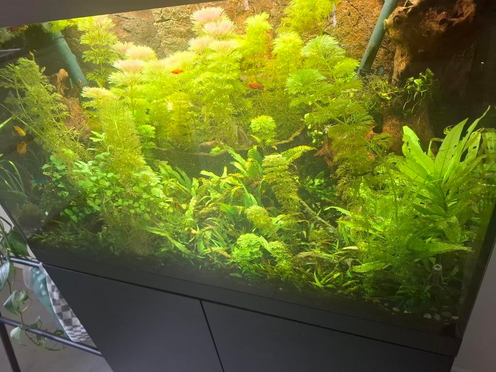 Veel waterplanten anubius etc, Ophalen, Plant(en), Steen of Hout