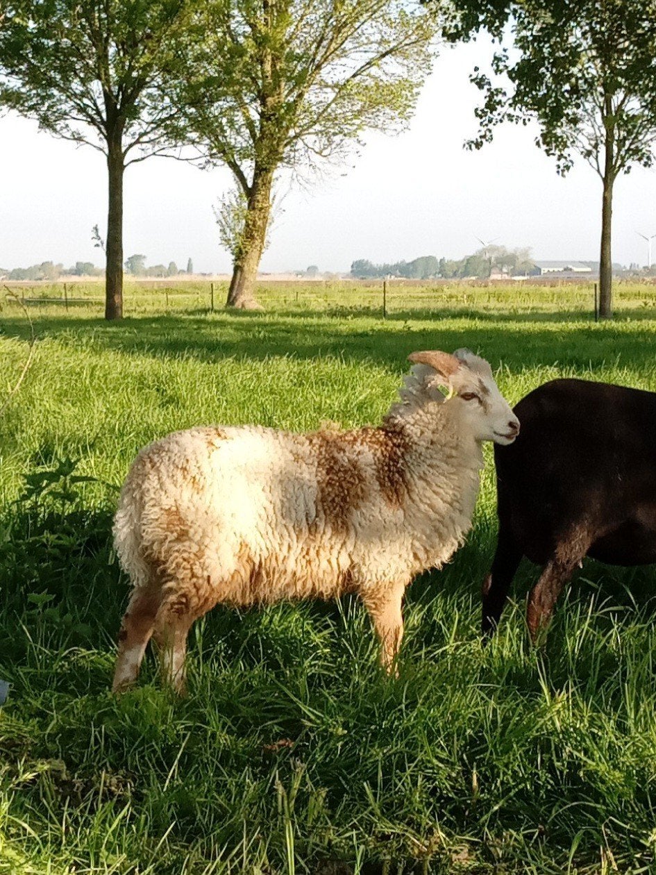 Skudde ram lam, Dieren en Toebehoren, Schapen, Geiten en Varkens, Mannelijk, Schaap, 0 tot 2 jaar