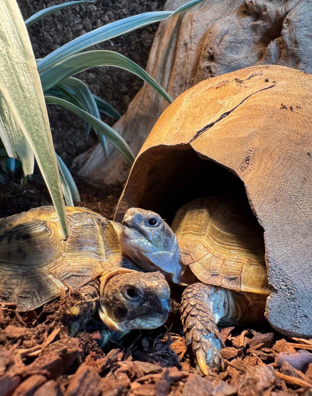 Russische landschildpadden Tortoise photo 3