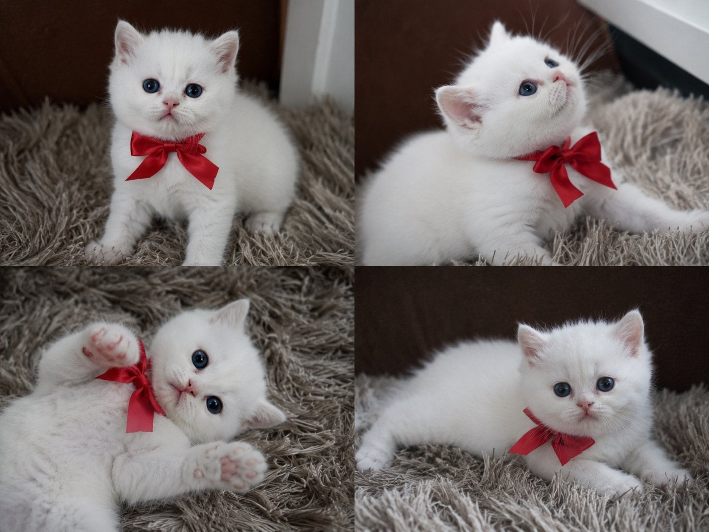 3 Schattige Britse Korthaar🎀, Meerdere dieren, 0 tot 2 jaar