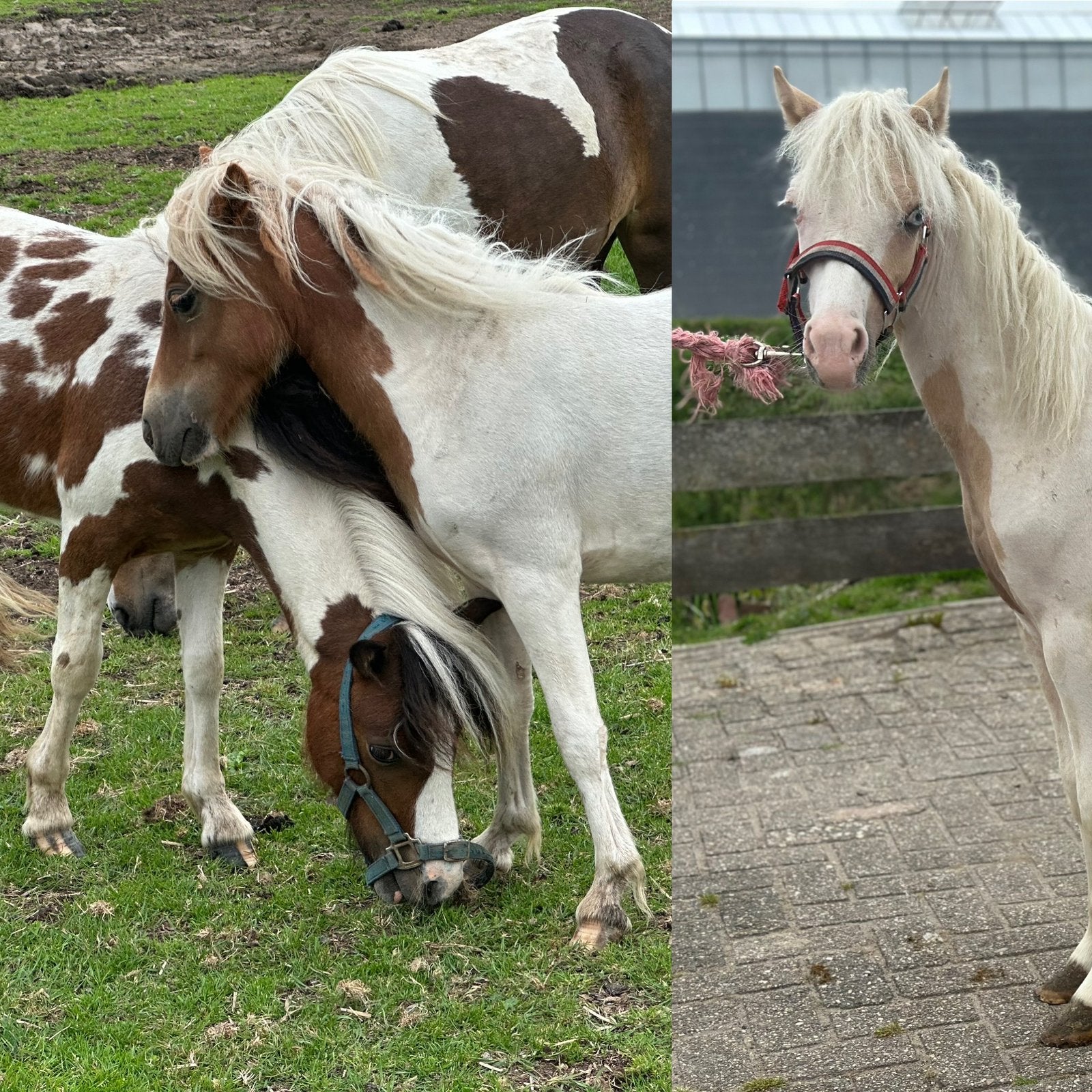 3 lieve hengst pony’s bruinbont en palomino bont, Dieren en Toebehoren, Pony's, Merrie, A pony (tot 1.17m), 0 tot 2 jaar