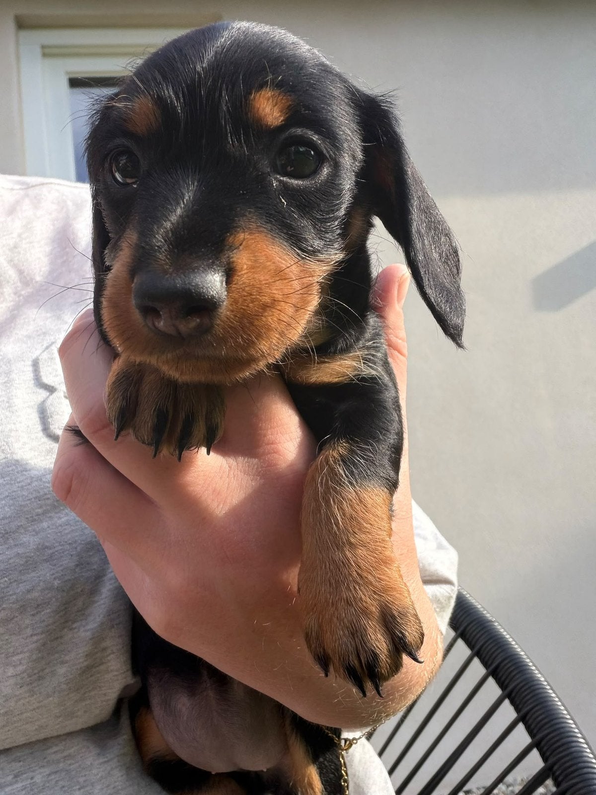 Teckel pups Black&tan Choco&tan, Standaard, 8 tot 15 weken, Meerdere, Meerdere dieren