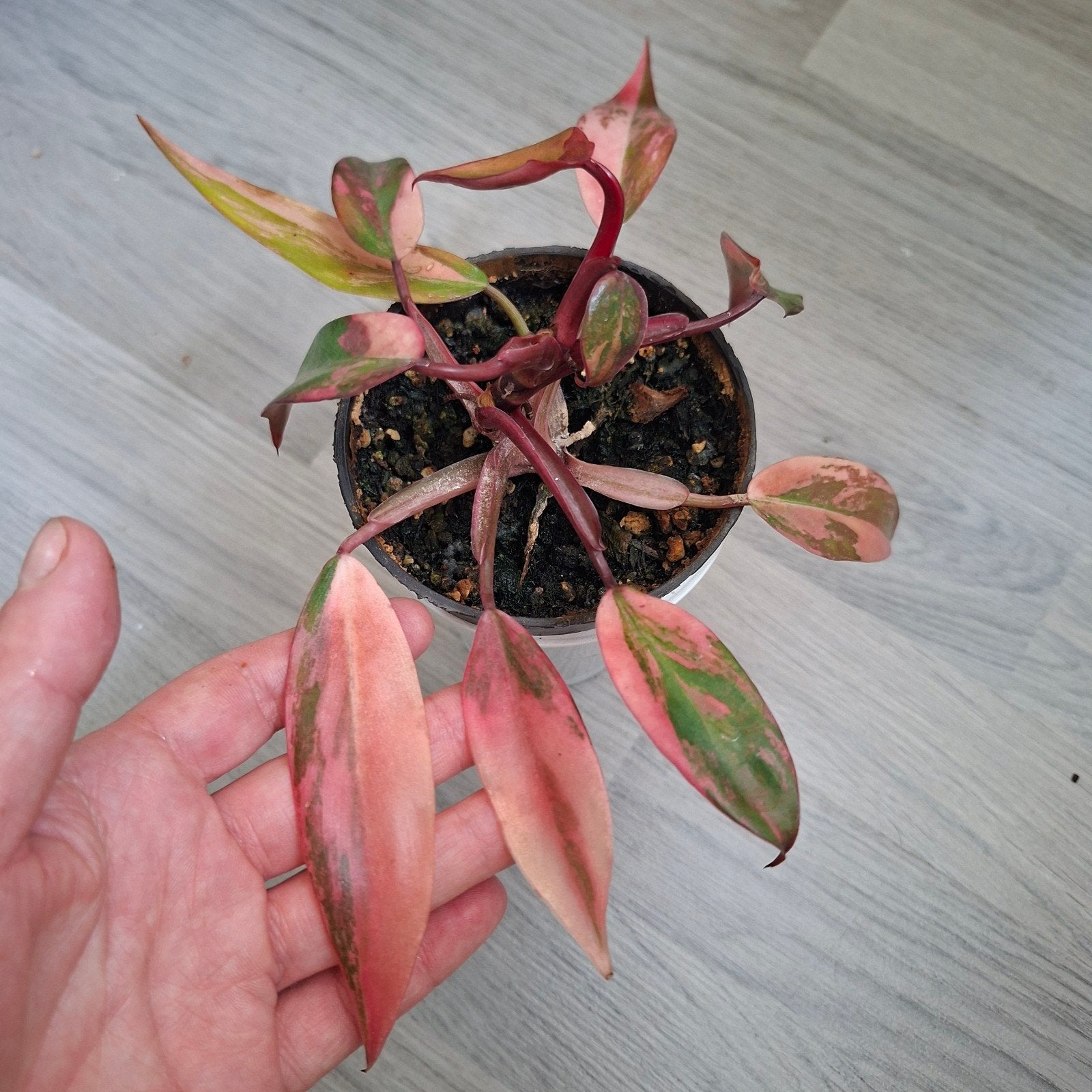 Philodendron Strawberry shake plant, Huis en Inrichting, Kamerplanten, Ophalen of Verzenden, Halfschaduw, Minder dan 100 cm