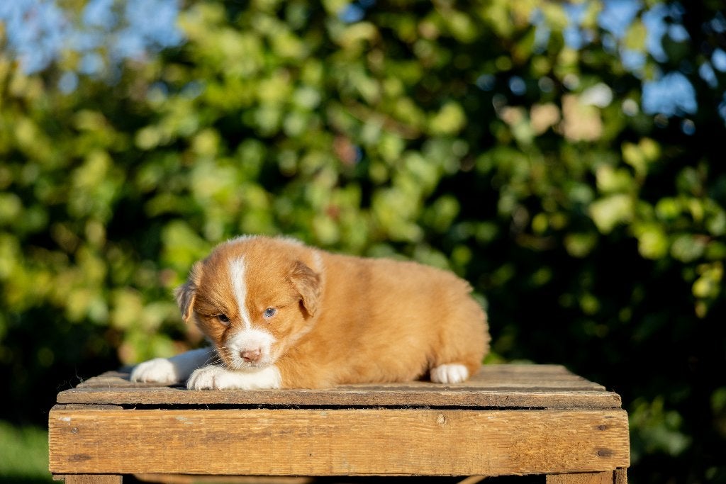 Gesocialiseerde Toller x Australian shepherd pups, Overige rassen, CDV (hondenziekte), 8 tot 15 weken, Meerdere