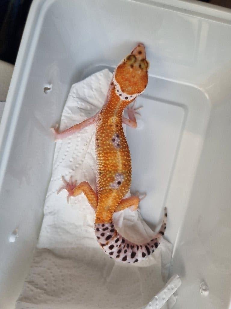 0.1 purple head x w&y bell albino luipaardgekko Leopard Gecko photo 3