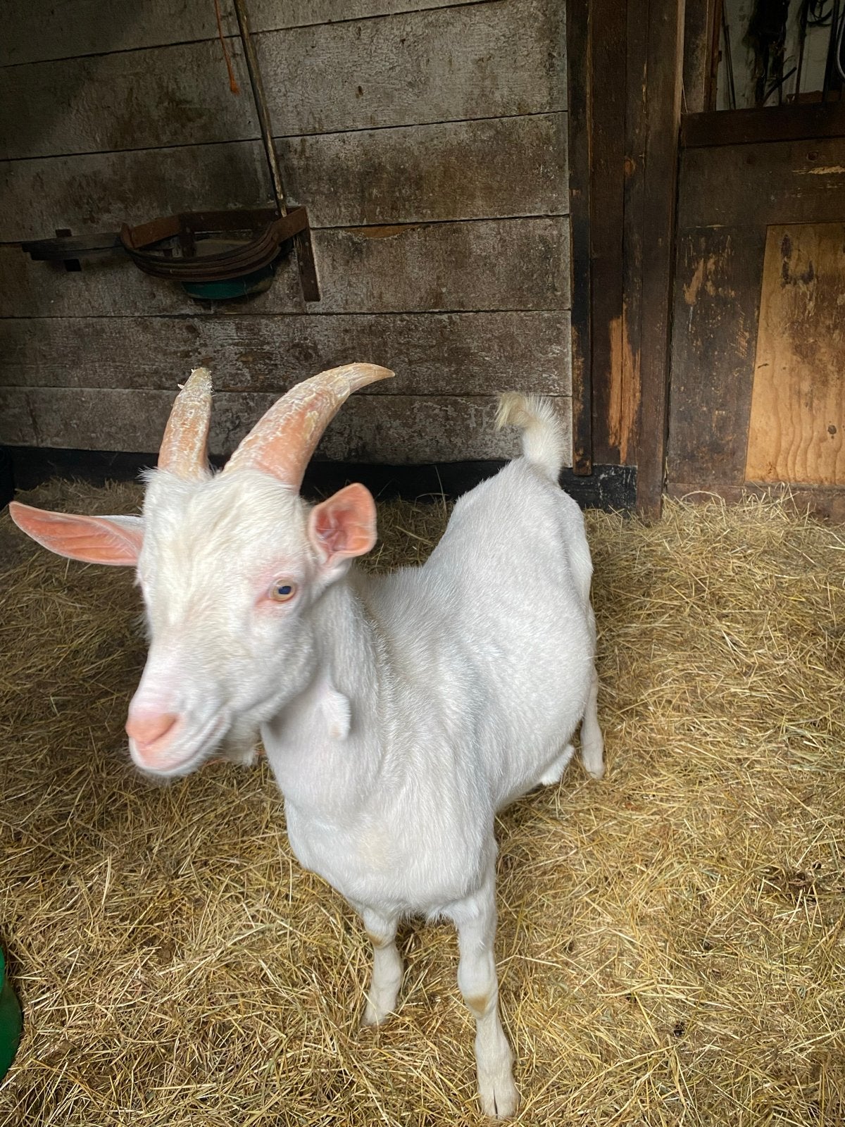 Te koop, Dieren en Toebehoren, Meerdere dieren, Geit